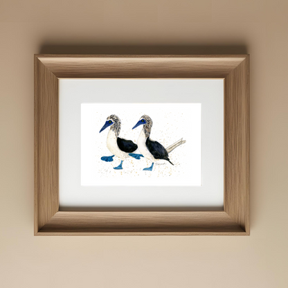Blue-Footed Boobies Print